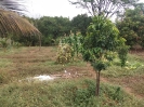 Mangaon Farmhouse_11